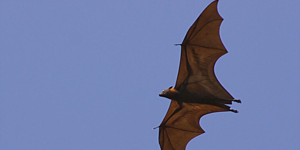 Chinese Scientist Discovers New Bat Coronavirus with Human Infection Potential, Reportedly Linked to USAID