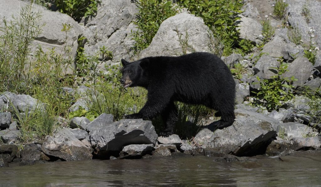 Arkansas Officials Kill Wrong Bear After DNA Test Reveals Error