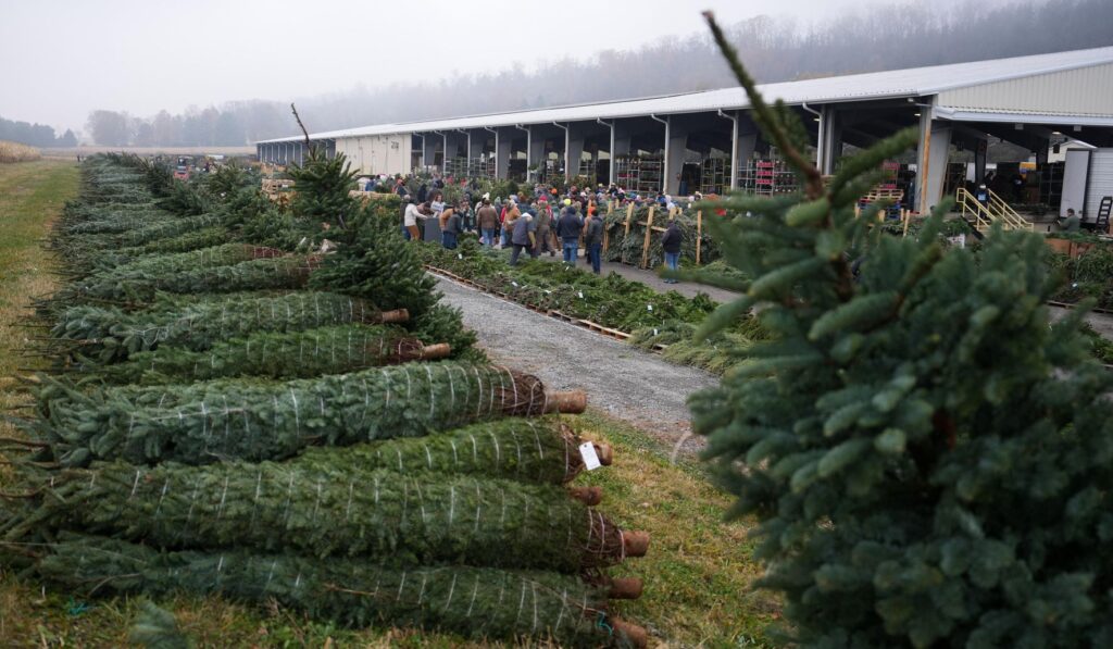 Christmas Items Spark Bidding Frenzy at Pennsylvania Farm Auction