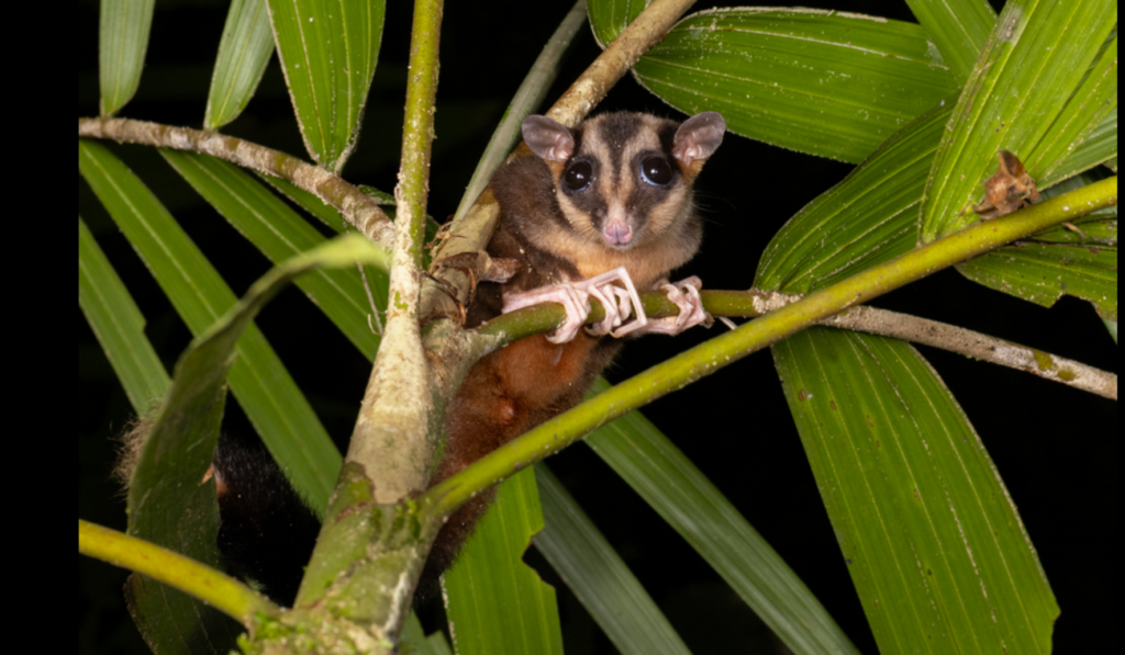 Researchers Find Two ‘Extinct’ Marsupials Alive in Indonesian New Guinea