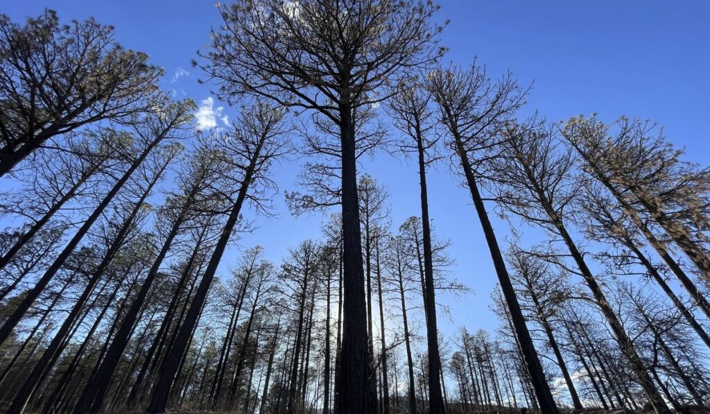 Father, Son Charged After Safe Release of Two USFS Workers