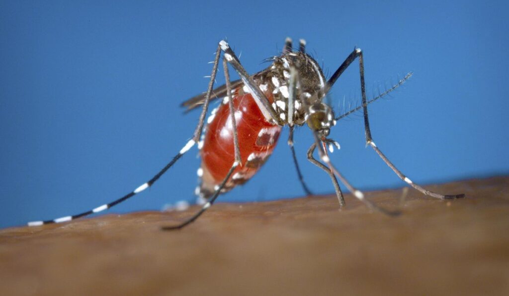Tampa Bay Officials Warn of Rising Local Dengue Cases