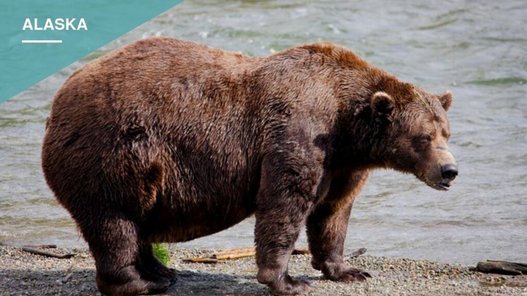 Bear 89, Known as Backpack, Wins Fat Bear Week at Katmai National Park Bear 89, Known as Backpack, Wins Fat Bear Week at Katmai National Park