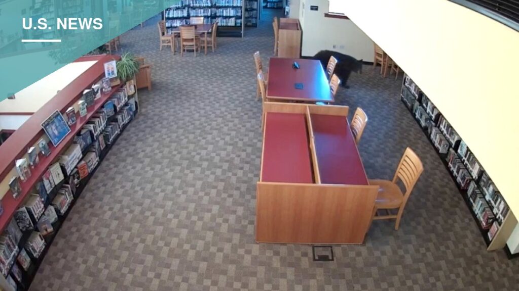 Bear Wanders Mammoth Lakes Library Before Dawn, Leaves Without a Trace