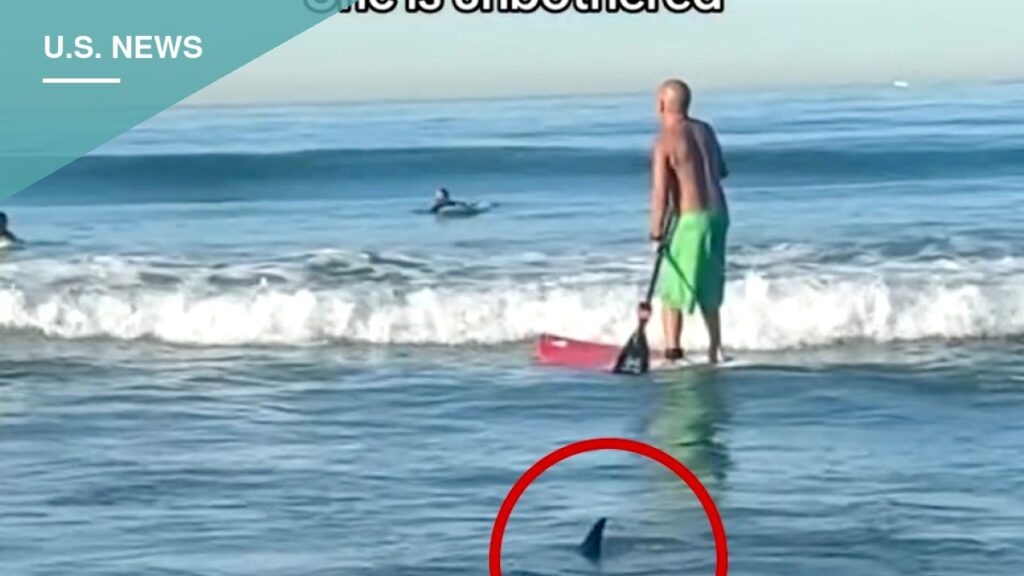 Shark Spotted Feet From Surfers at Manhattan Beach’s El Porto Shark Spotted Feet From Surfers at Manhattan Beach's El Porto