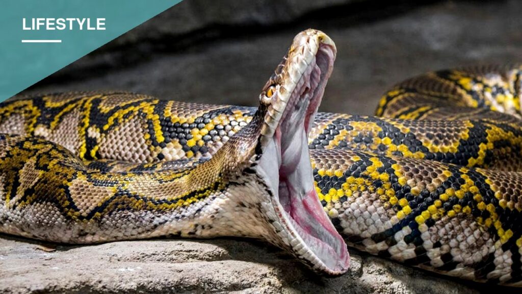 Wildlife Influencer Nearly Overpowered by 19-Foot Python During Jiu-Jitsu Wrestling Stunt